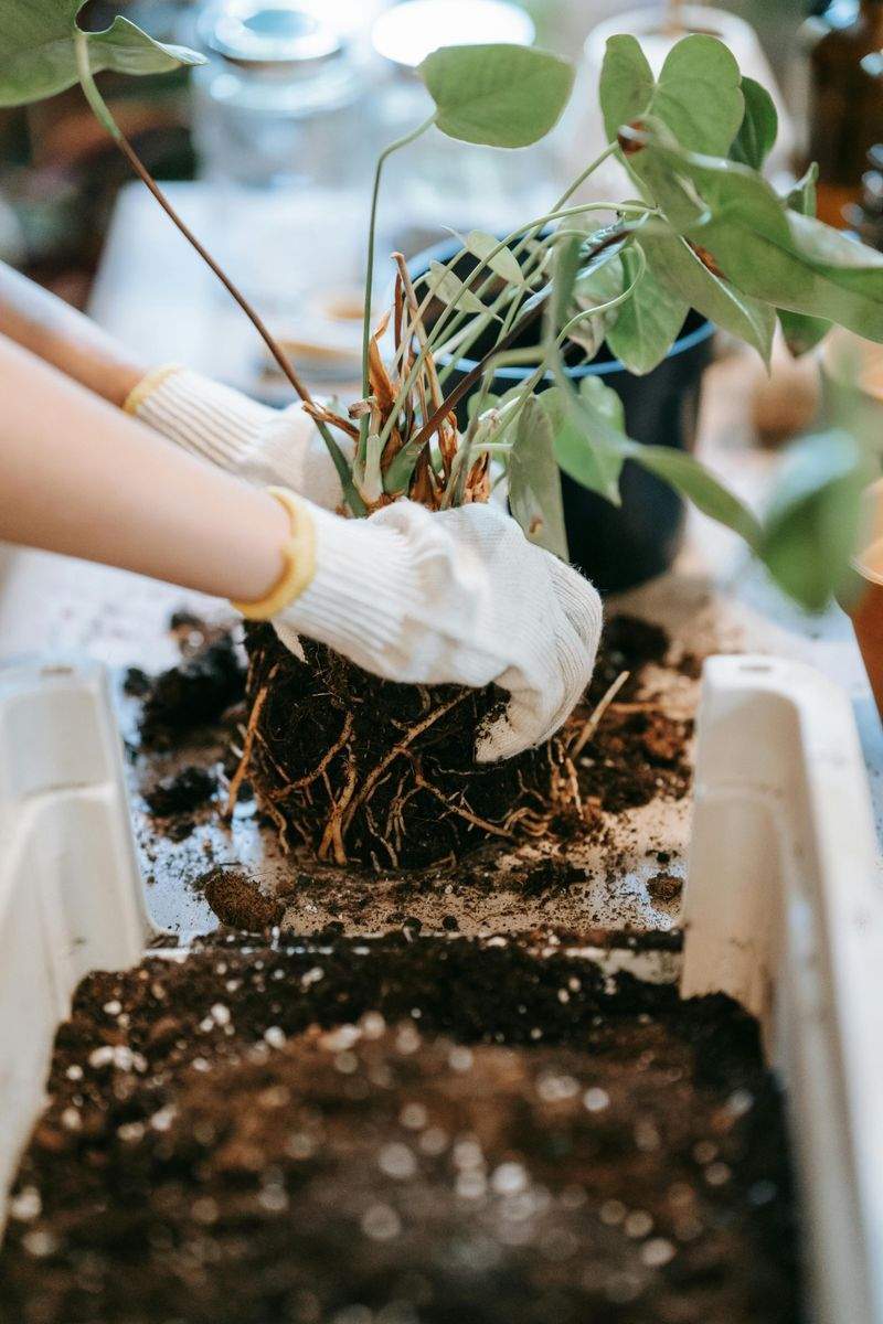 庭園設計・植栽プランニング